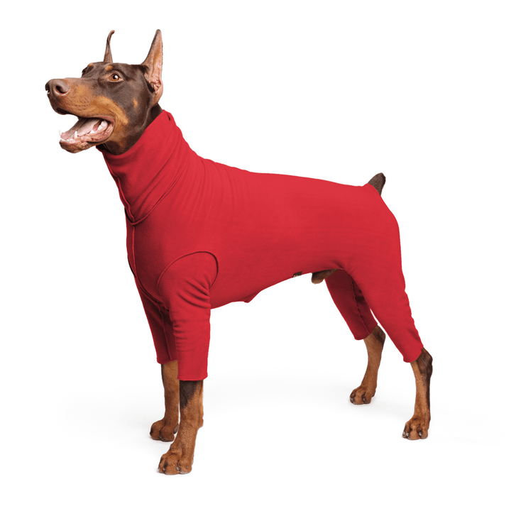 A Doberman stands wearing a red Signature Suit in front of a white background