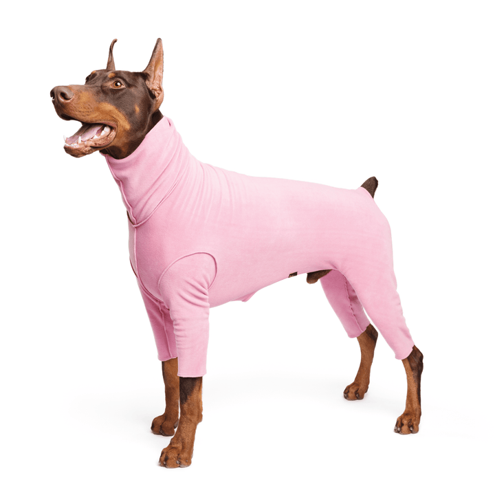 A Doberman stands wearing a rose pink Signature Suit in front of a white background