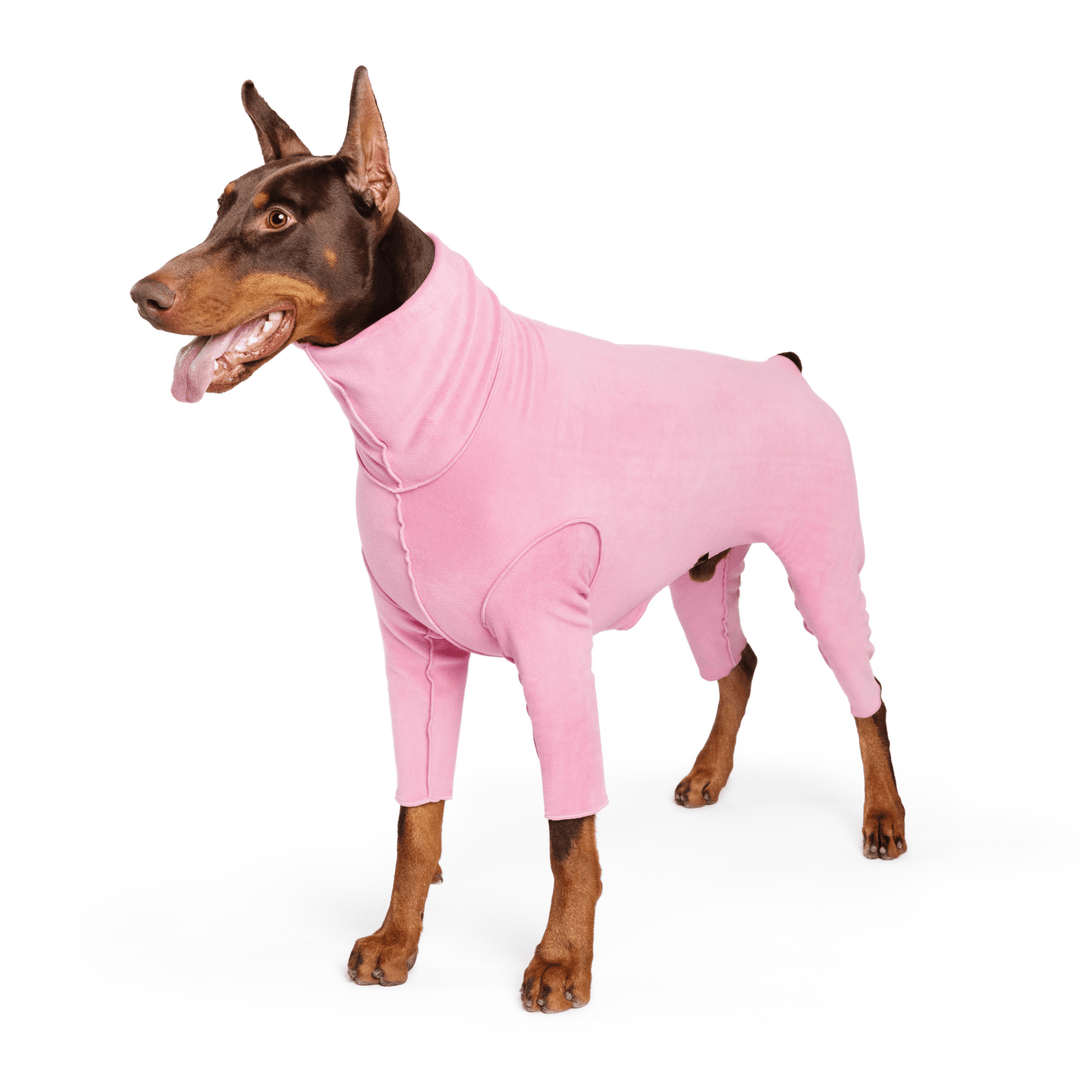 A Doberman stands wearing a rose pink Signature Suit in front of a white background