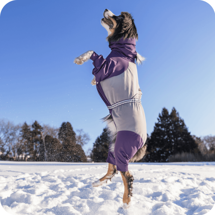A Mini American Shepherd jumping in a Purple and Silver Ski Suit outside in the snow