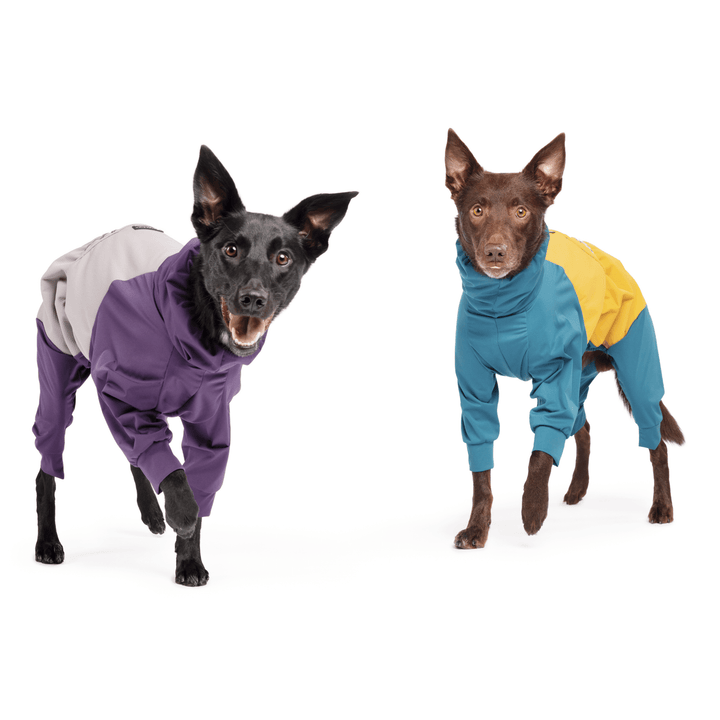 Two Koolies standing, one in a Huckleberry purple and Silver Ski suit and the other in a Lagoon blue and Gold Ski suit, in front of a white background