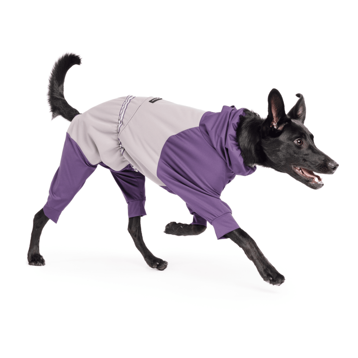 A Koolie running in a Huckleberry Purple and Silver Ski suit in front of a white background