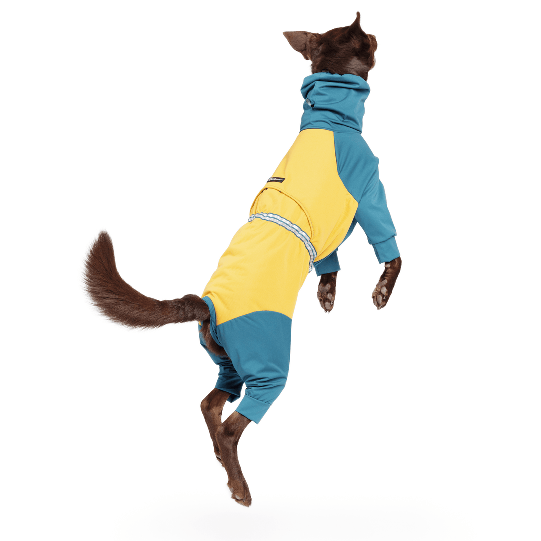 A Koolie jumping in a Lagoon blue and Gold Ski suit in front of a white background