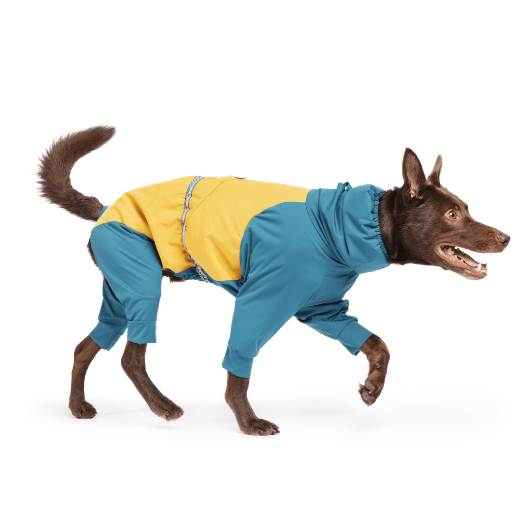 A Koolie running in a Lagoon blue and Gold Ski suit in front of a white background
