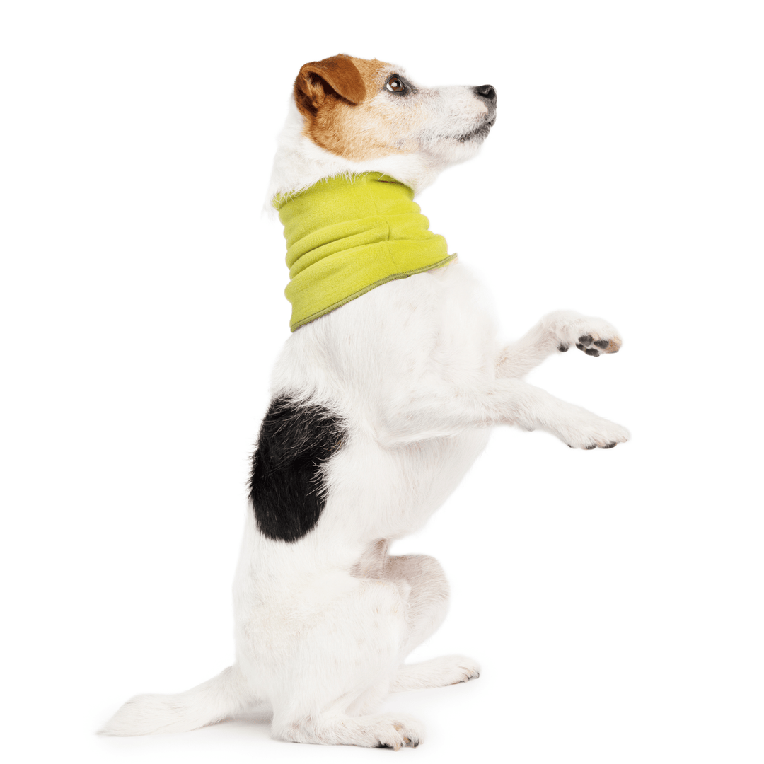 A Russell type terrier sits pretty wearing an Avocado green Snood in front of a white background