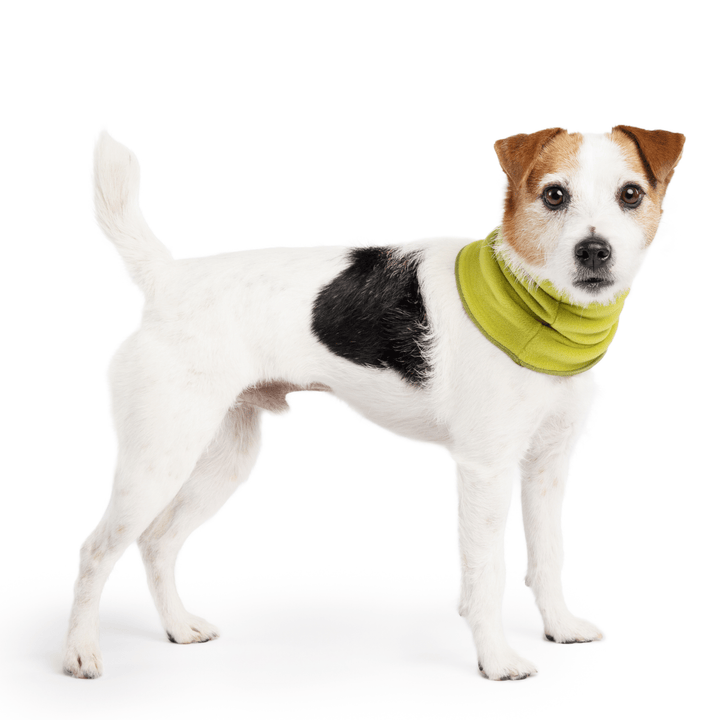 A Russell type terrier stands wearing an Avocado green Snood in front of a white background