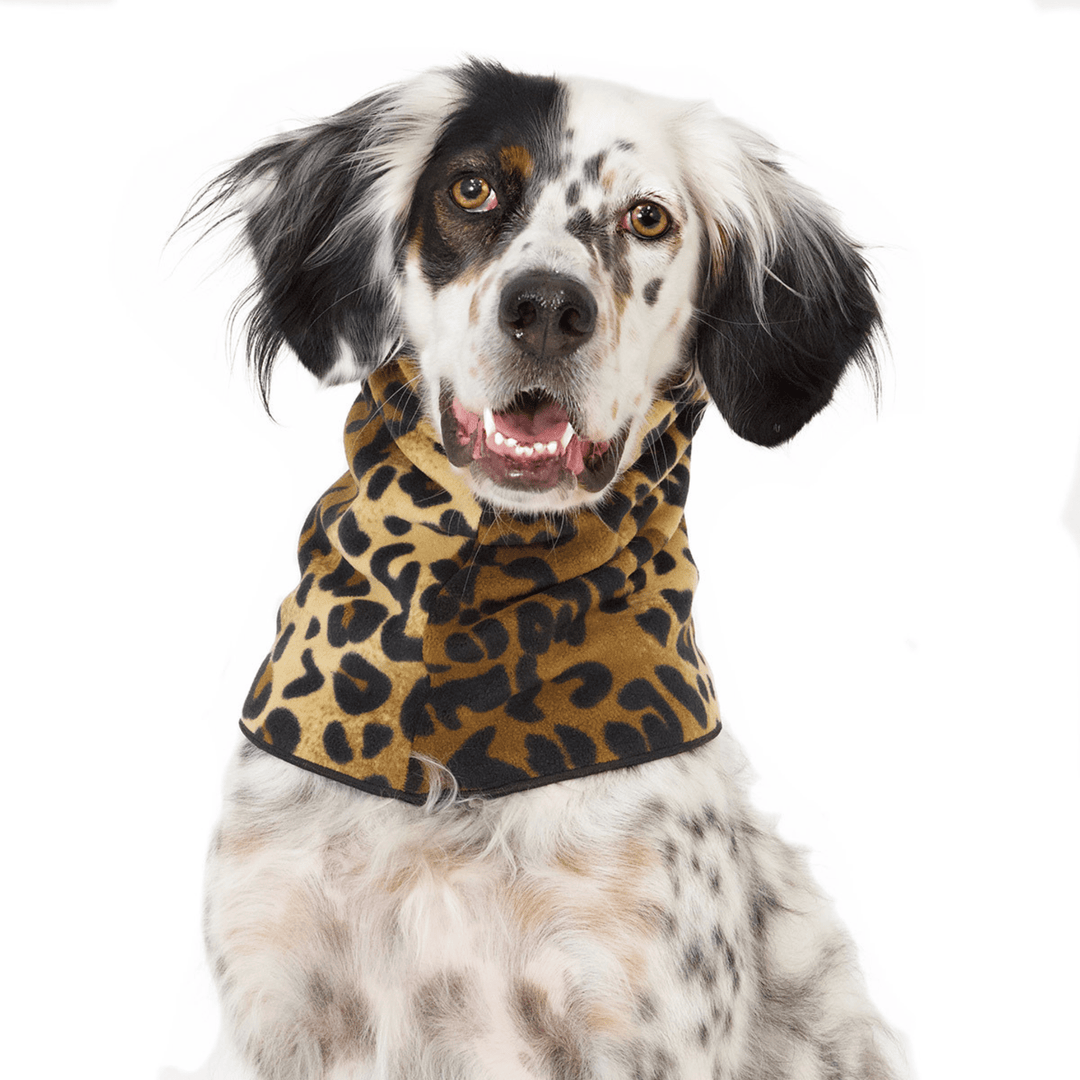 A Setter sits wearing a Leopard Snood in front of a white background