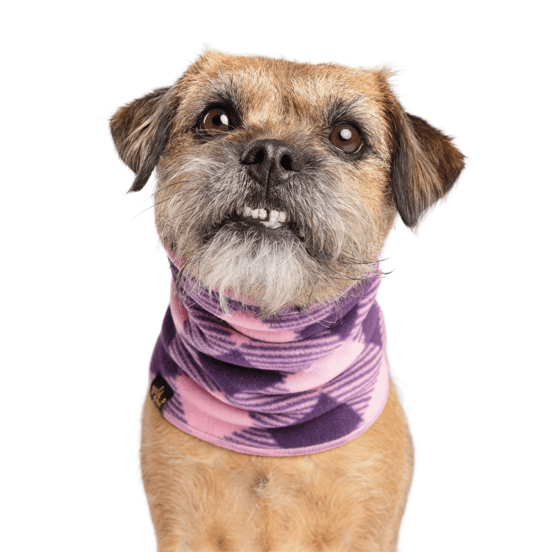 A Border Terrier stands wearing a rose pink and huckleberry purple Snood in front of a white background