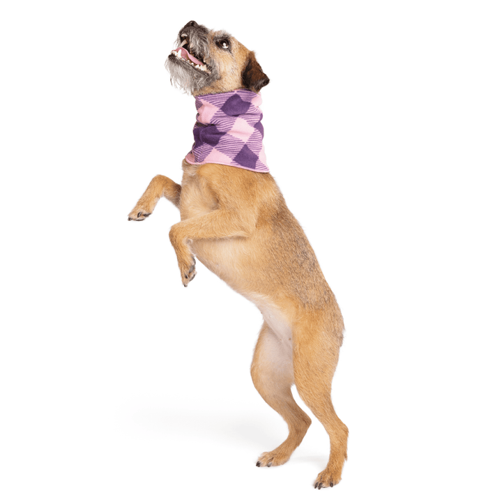 A Border Terrier jumps wearing a rose pink and huckleberry purple snood in front of a white background