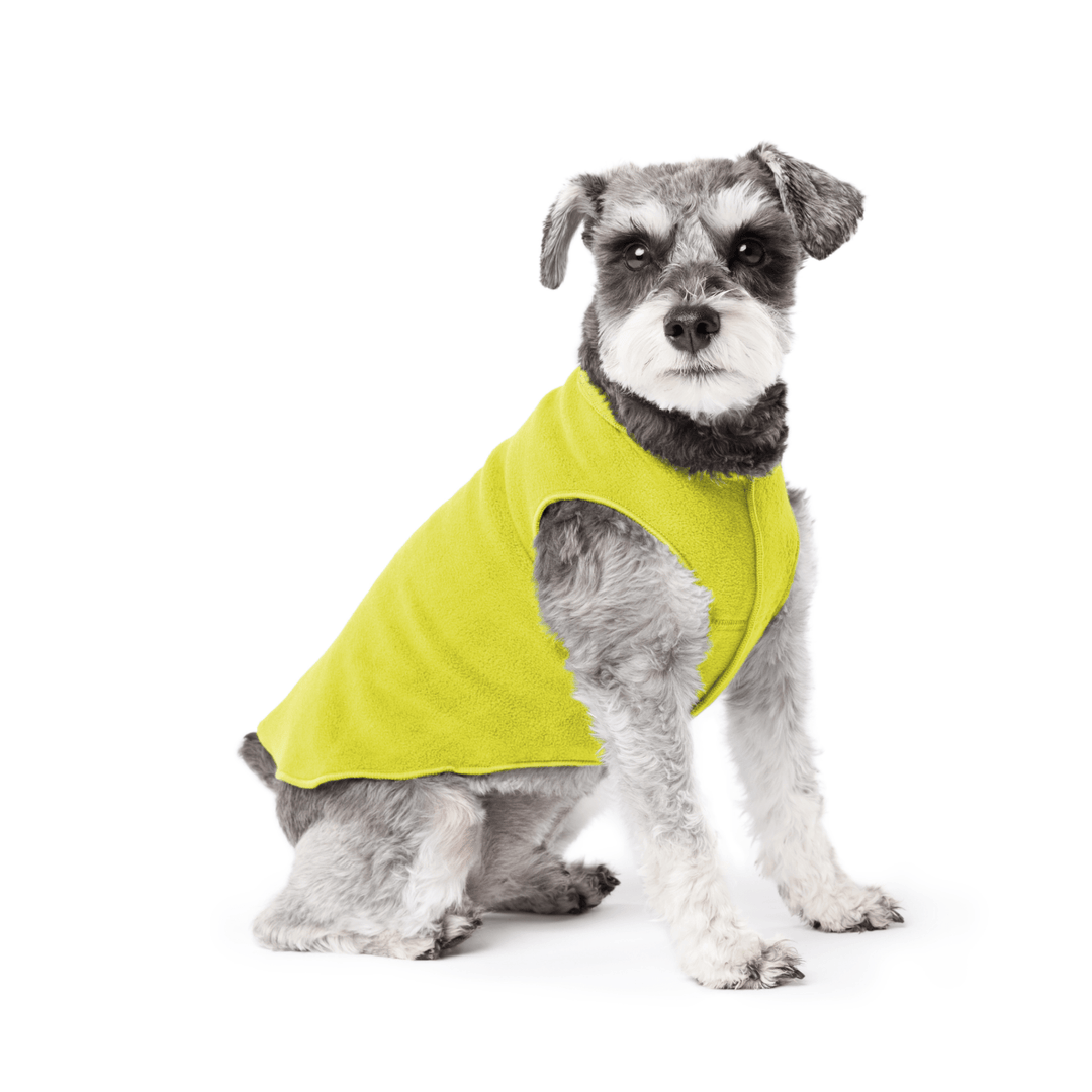 Mini Schnauzer sitting wearing an avocado green stretch fleece on a white background
