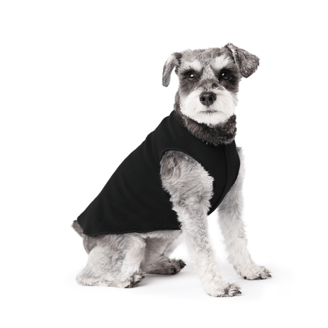 Mini Schnauzer sitting wearing a black stretch fleece on a white background