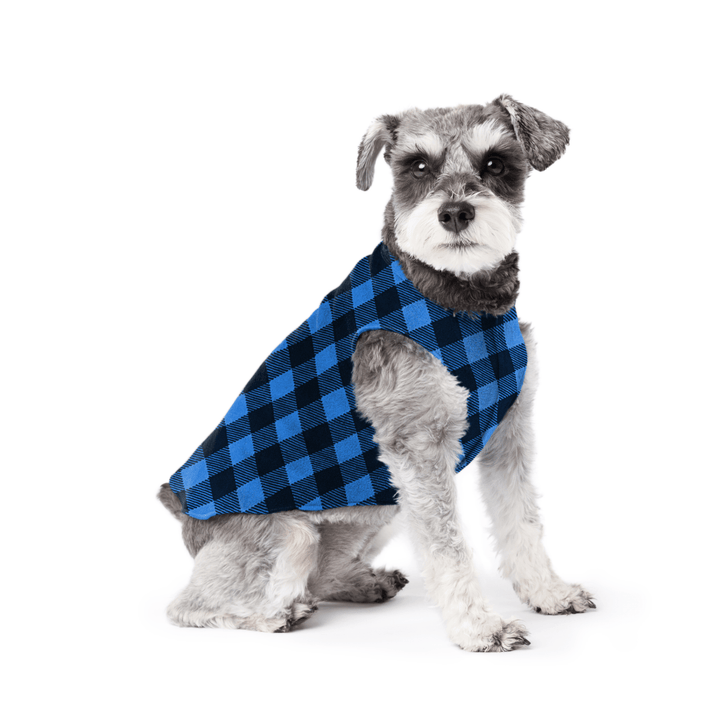 Mini Schnauzer sitting wearing a cobalt and black buffalo check stretch fleece on a white background