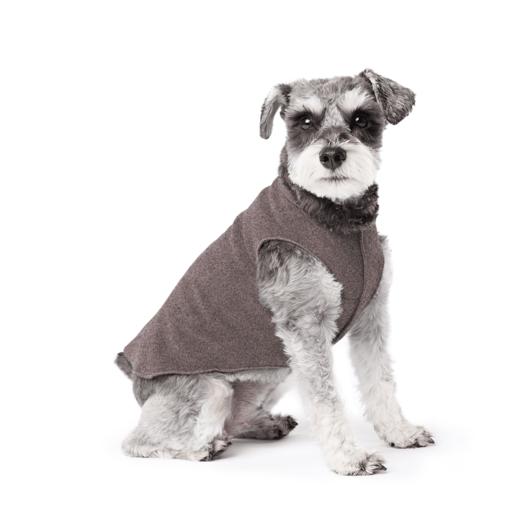 Mini Schnauzer sitting wearing a charcoal stretch fleece on a white background