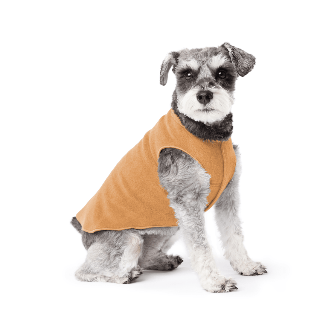 Mini Schnauzer sitting wearing a chipmunk brown stretch fleece on a white background