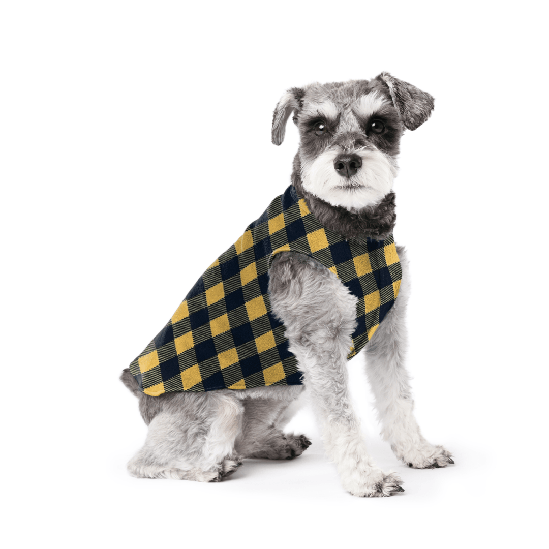 Mini Schnauzer sitting wearing a gold and black buffalo check stretch fleece on a white background
