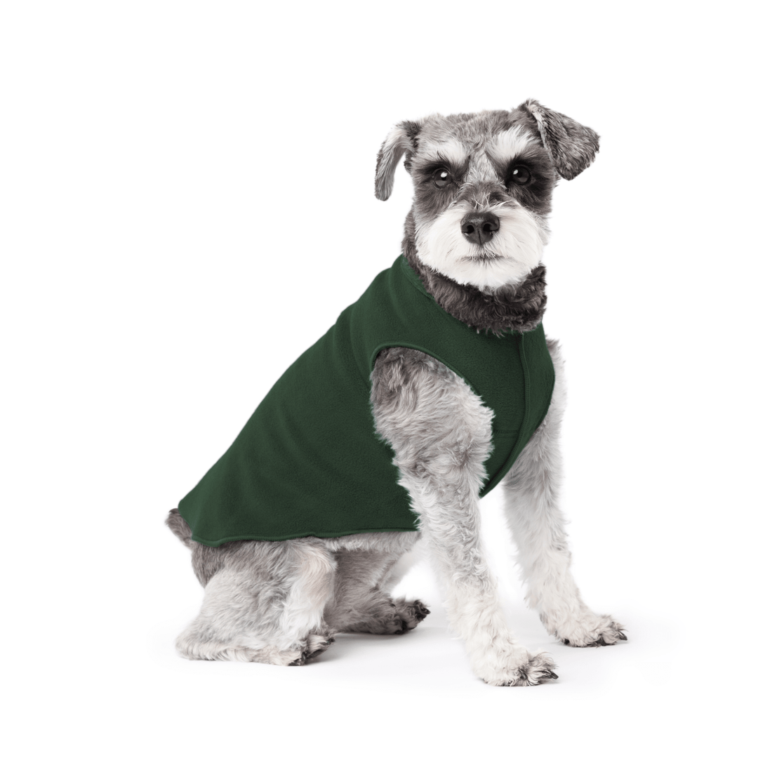 Mini Schnauzer sitting wearing a hunter green stretch fleece on a white background
