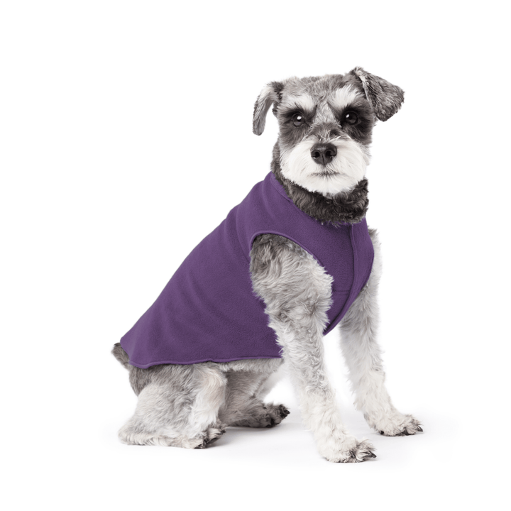 Mini Schnauzer sitting wearing a huckleberry purple stretch fleece on a white background