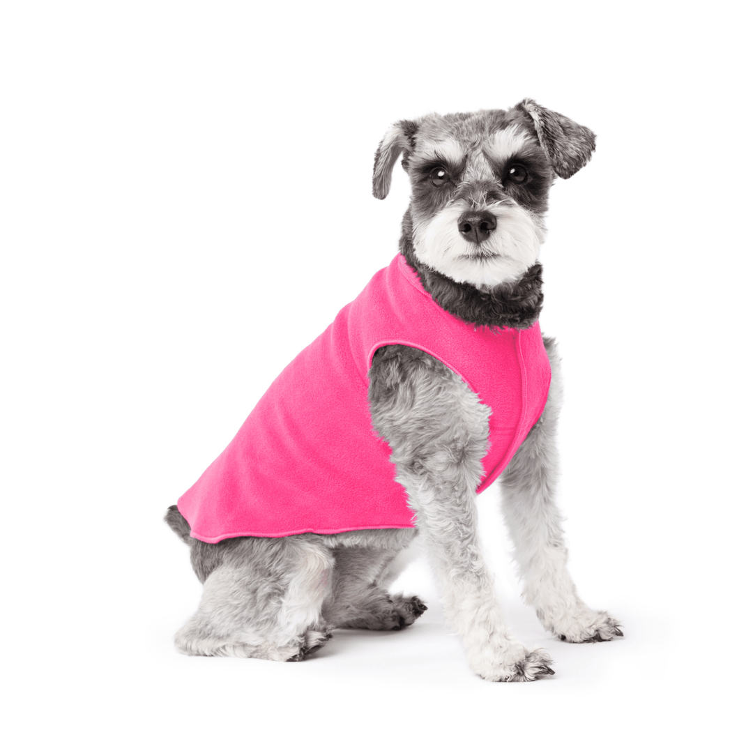 Mini Schnauzer sitting wearing a hot pink stretch fleece on a white background
