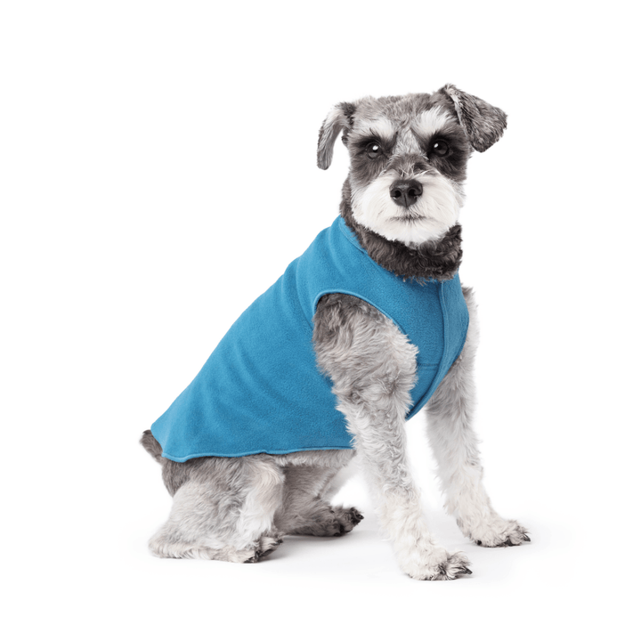 Mini Schnauzer sitting wearing a marine blue stretch fleece on a white background