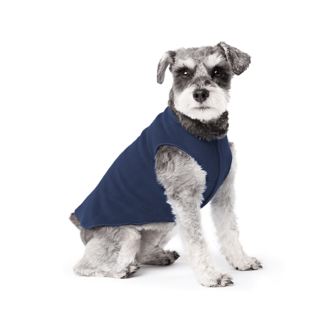 Mini Schnauzer sitting wearing a navy stretch fleece on a white background