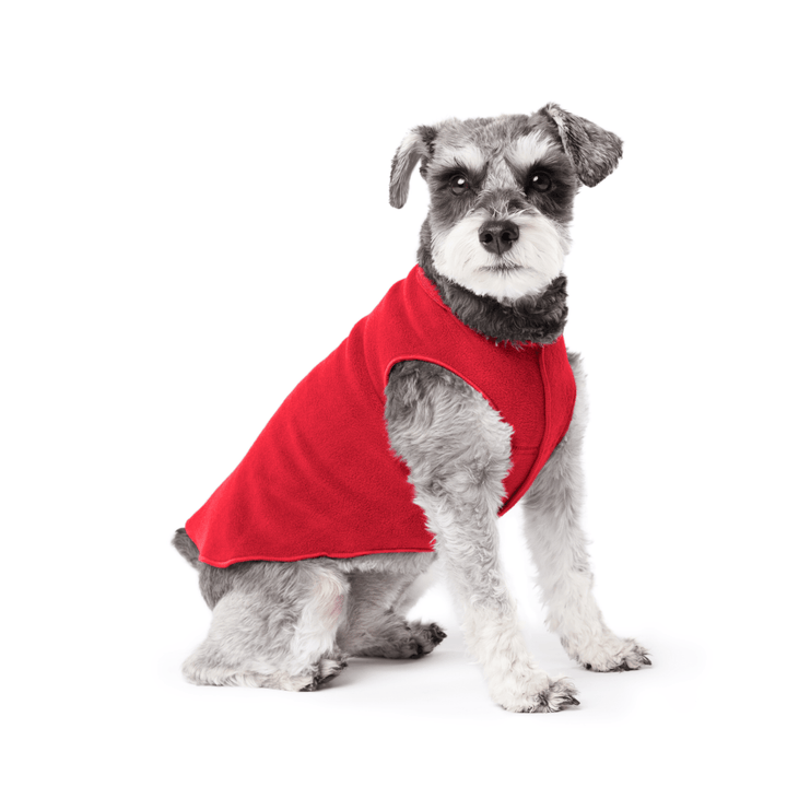 Mini Schnauzer sitting wearing a red stretch fleece on a white background