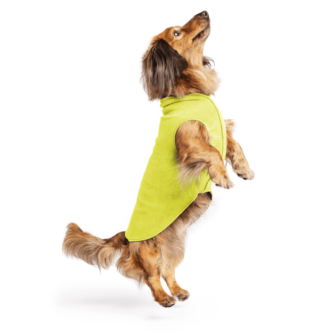 Mini Dachshund jumping wearing an avocado green stretch fleece on a white background