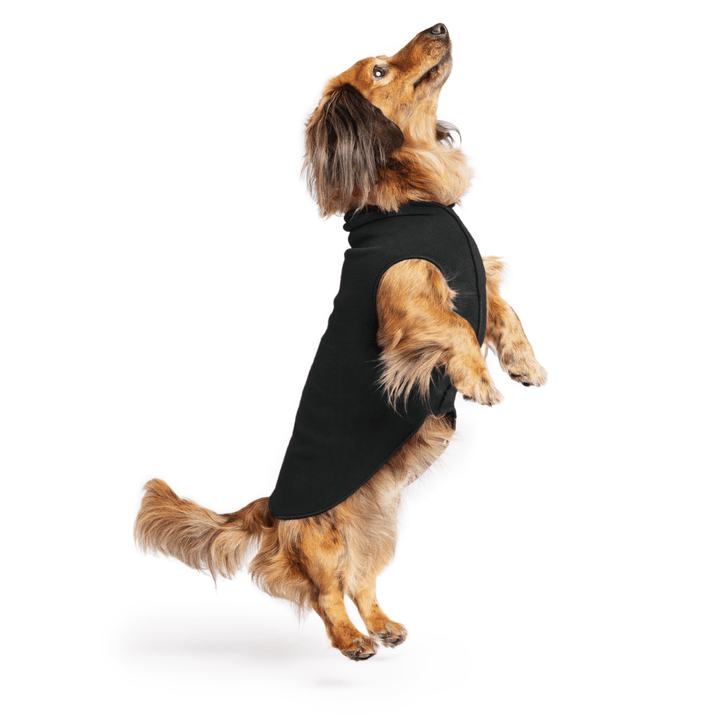 Mini Dachshund jumping wearing a black stretch fleece on a white background