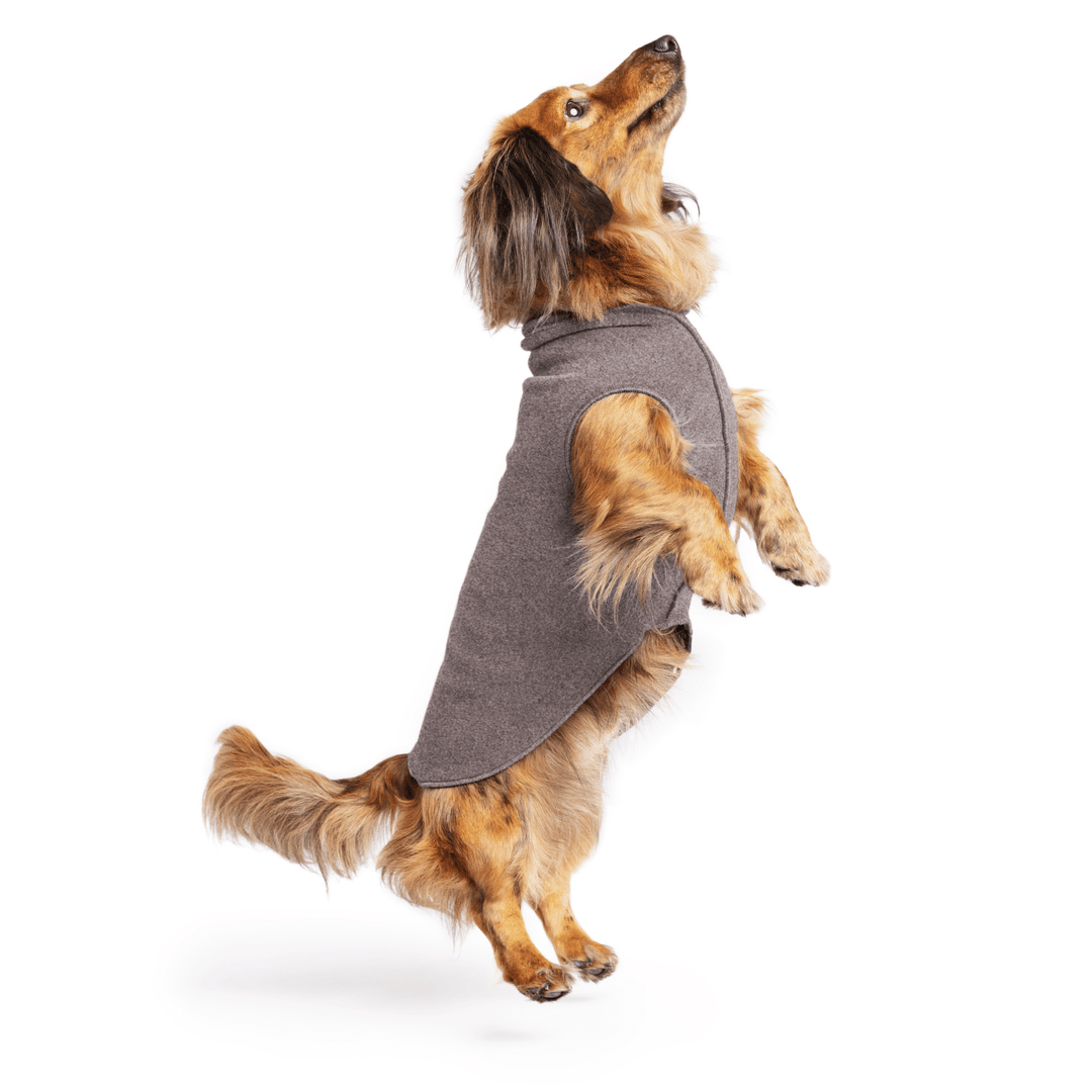 Mini Dachshund jumping wearing a charcoal stretch fleece on a white background