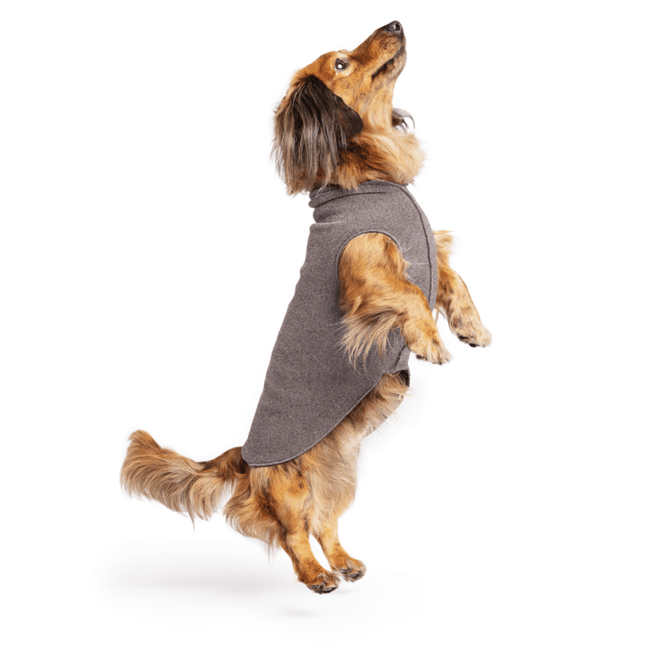 Mini Dachshund jumping wearing a charcoal stretch fleece on a white background