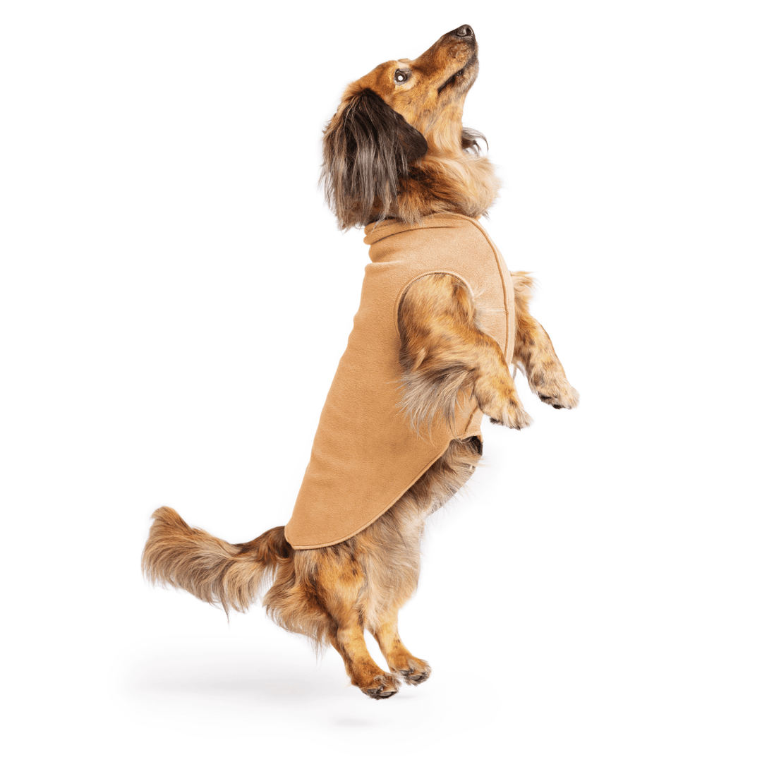 Mini Dachshund jumping wearing a chipmunk brown stretch fleece on a white background