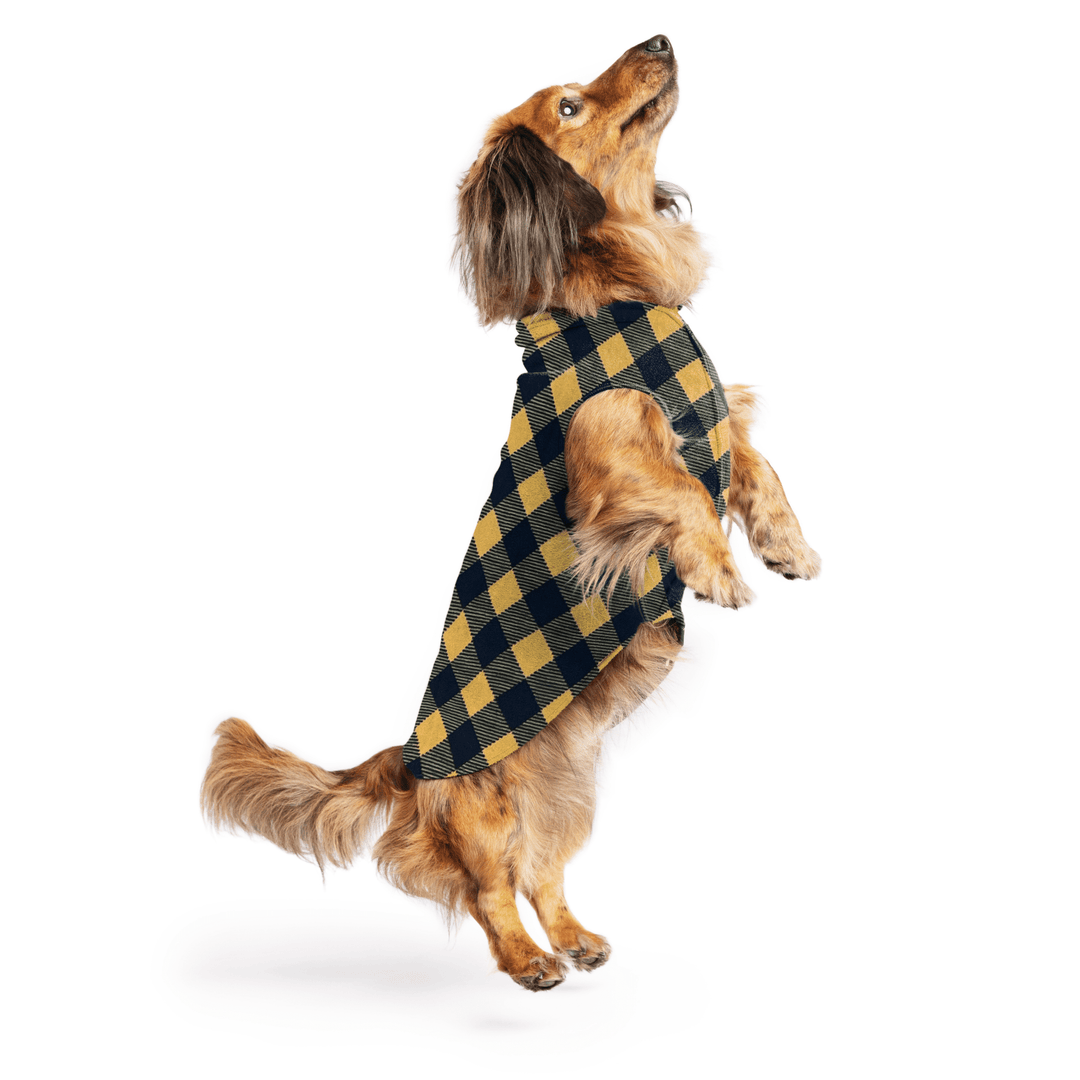 Mini Dachshund jumping wearing a gold and black buffalo check stretch fleece on a white background