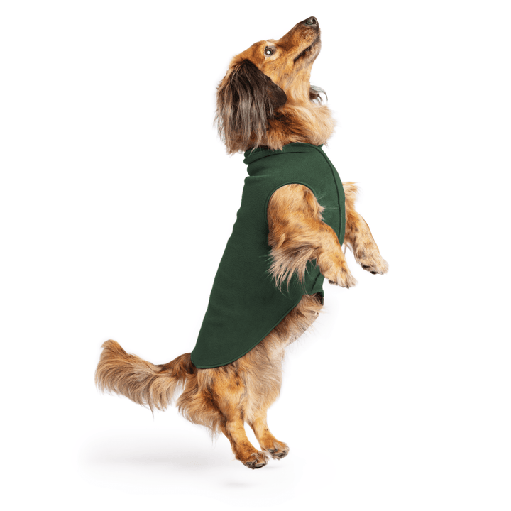 Mini Dachshund jumping wearing a hunter green stretch fleece on a white background