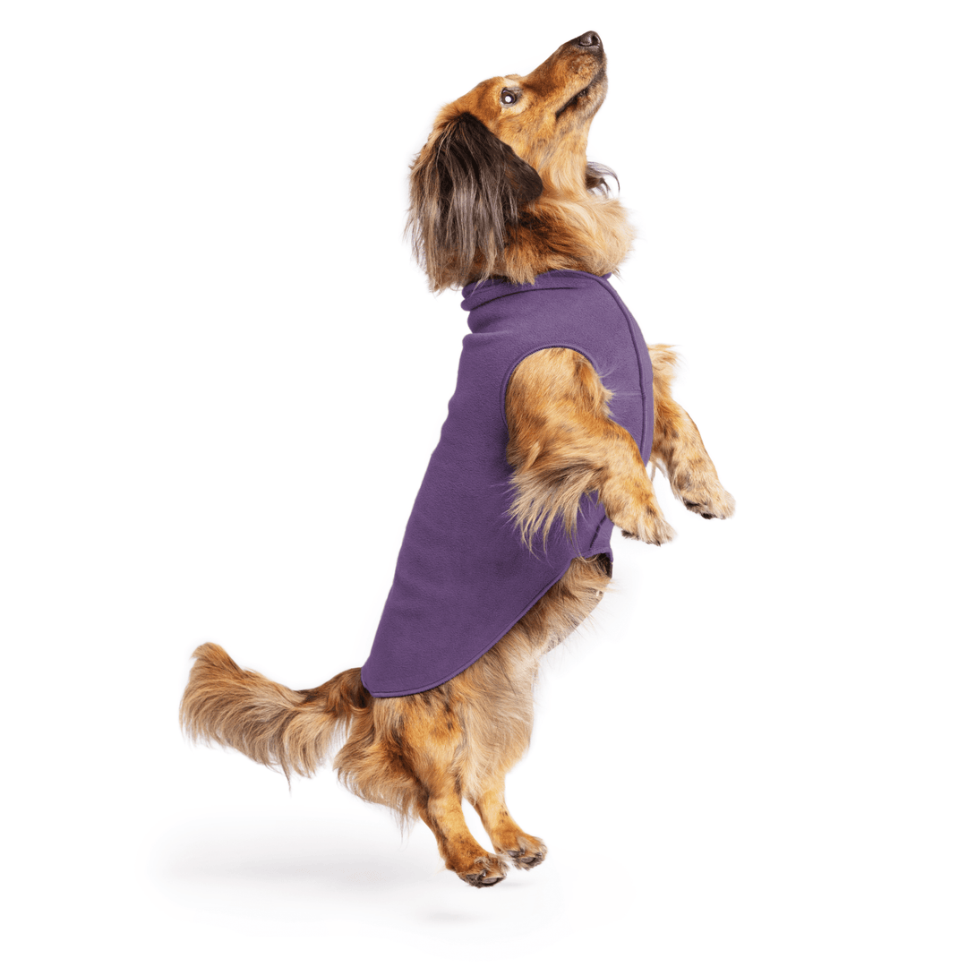 Mini Dachshund jumping wearing a huckleberry purple stretch fleece on a white background