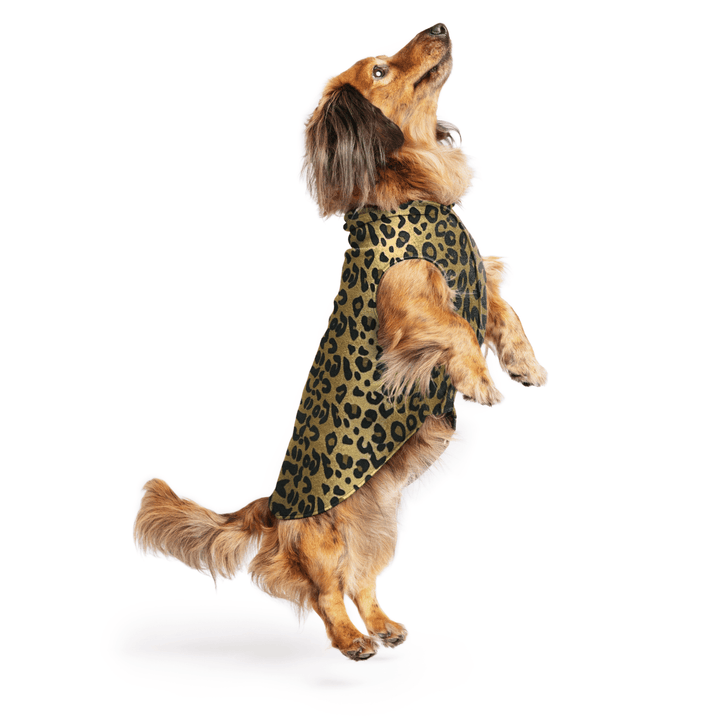 Mini Dachshund jumping wearing a leopard pattern stretch fleece on a white background