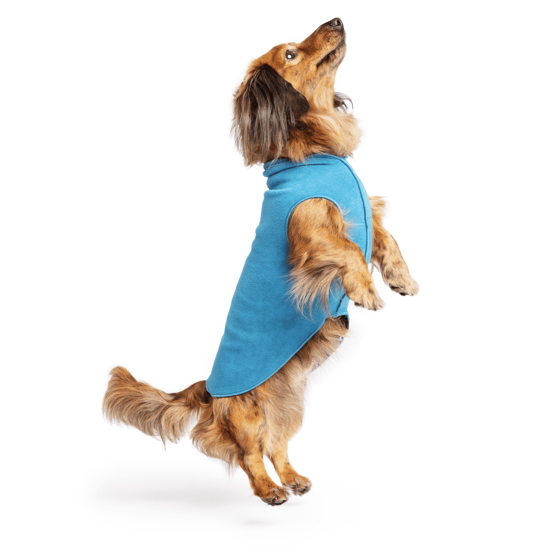 Mini Dachshund jumping wearing a marine blue stretch fleece on a white background