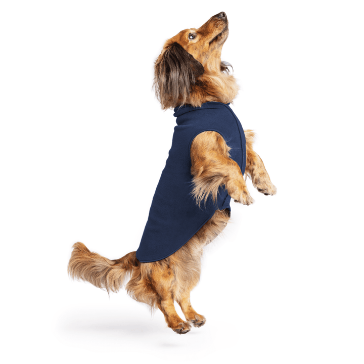 Mini Dachshund jumping wearing a navy stretch fleece on a white background