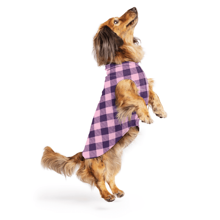 Mini Dachshund jumping wearing a rose and huckleberry buffalo check stretch fleece on a white background