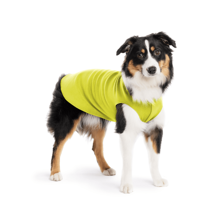 A Mini American Shepherd wearing an avocado green stretch fleece on a white background