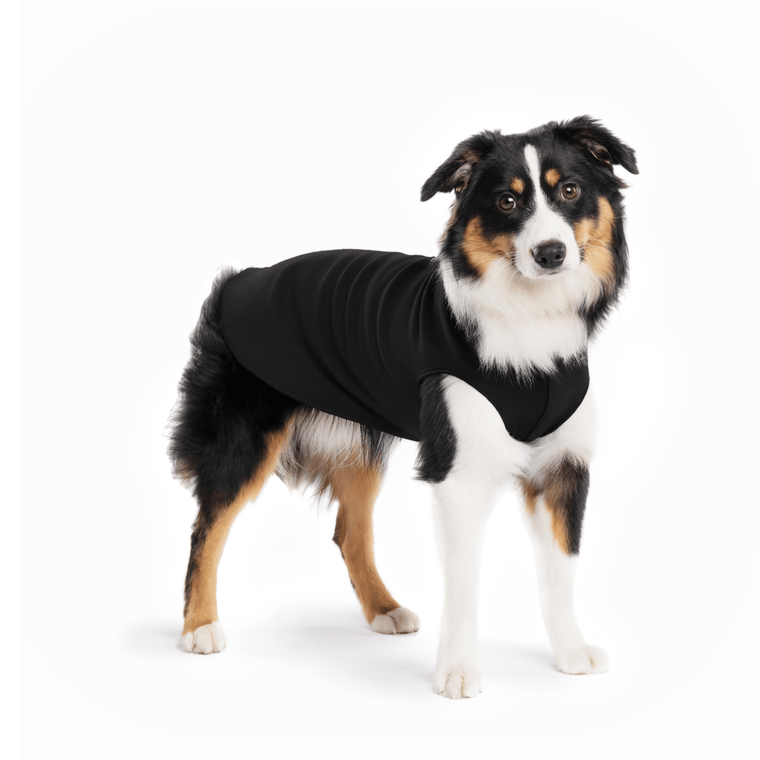 A Mini American Shepherd wearing a black stretch fleece on a white background