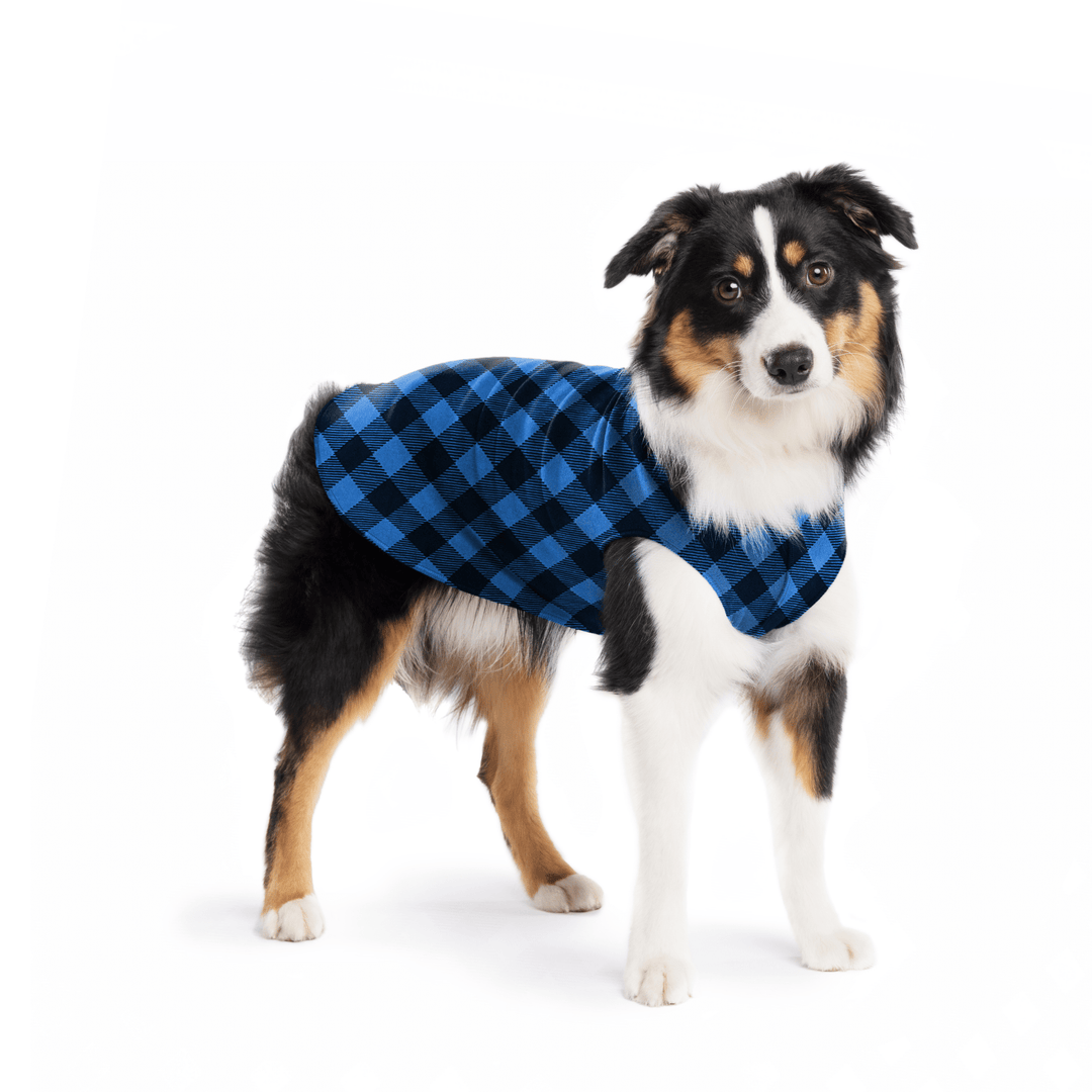 A Mini American Shepherd wearing a black stretch fleece on a white background