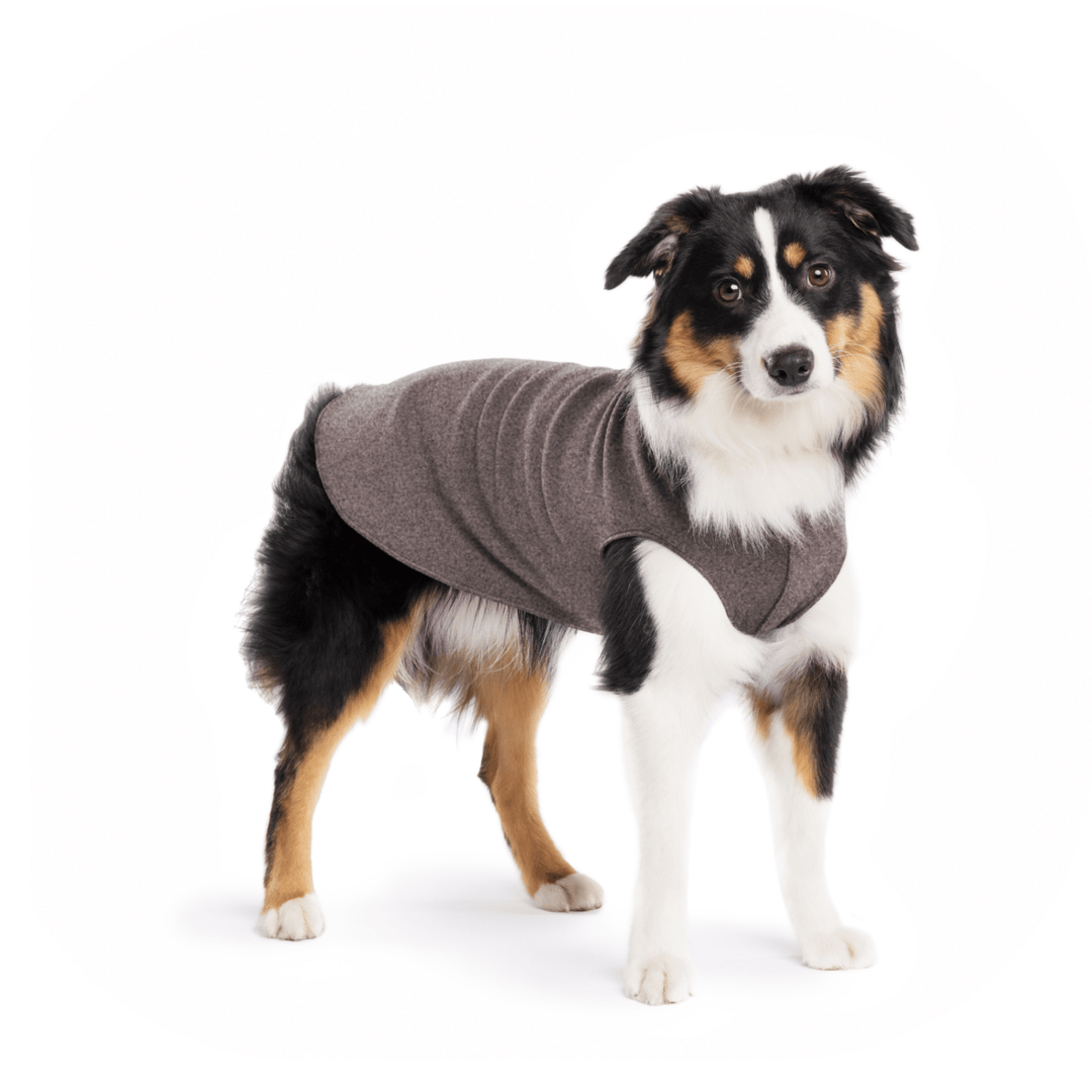A Mini American Shepherd wearing a charcoal stretch fleece on a white background