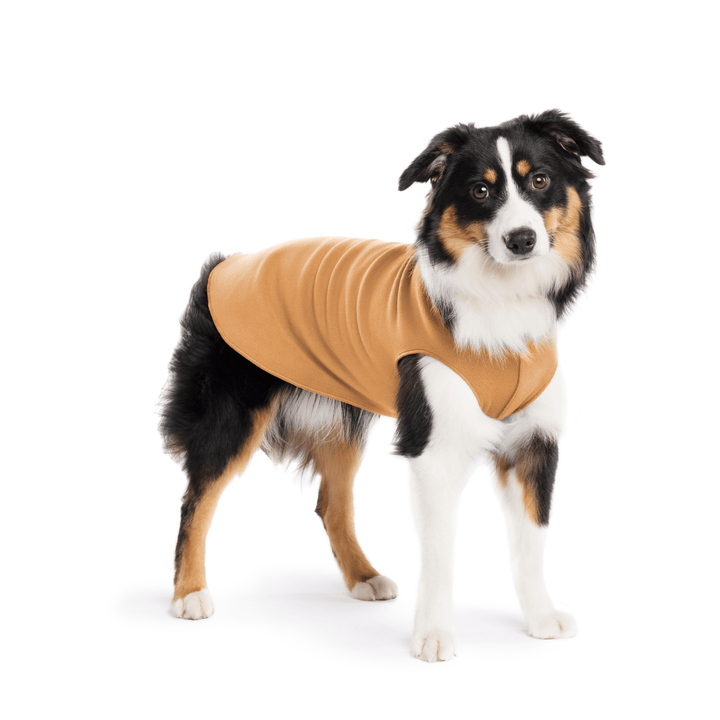 A Mini American Shepherd wearing a chipmunk brown stretch fleece on a white background
