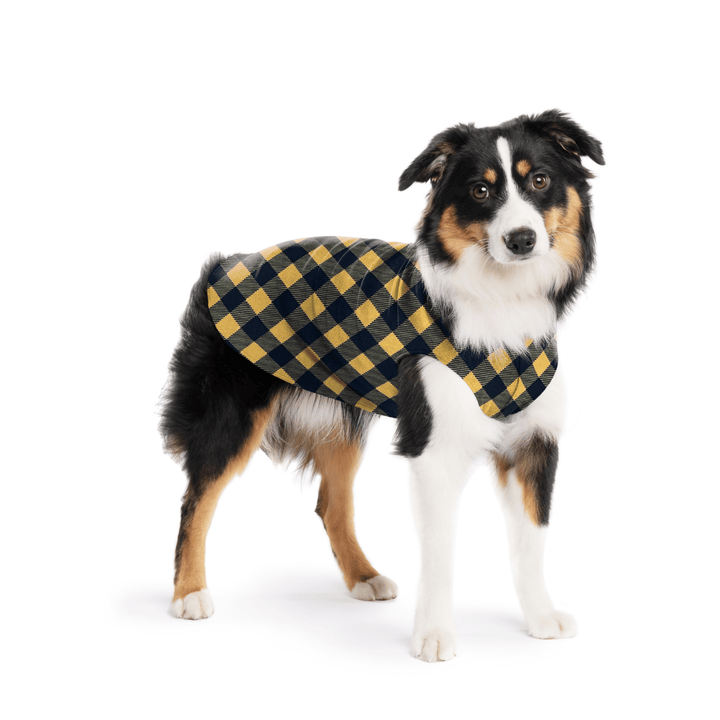 A Mini American Shepherd wearing a gold and black buffalo check stretch fleece on a white background