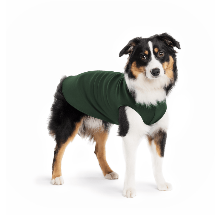 A Mini American Shepherd wearing a hunter green stretch fleece on a white background