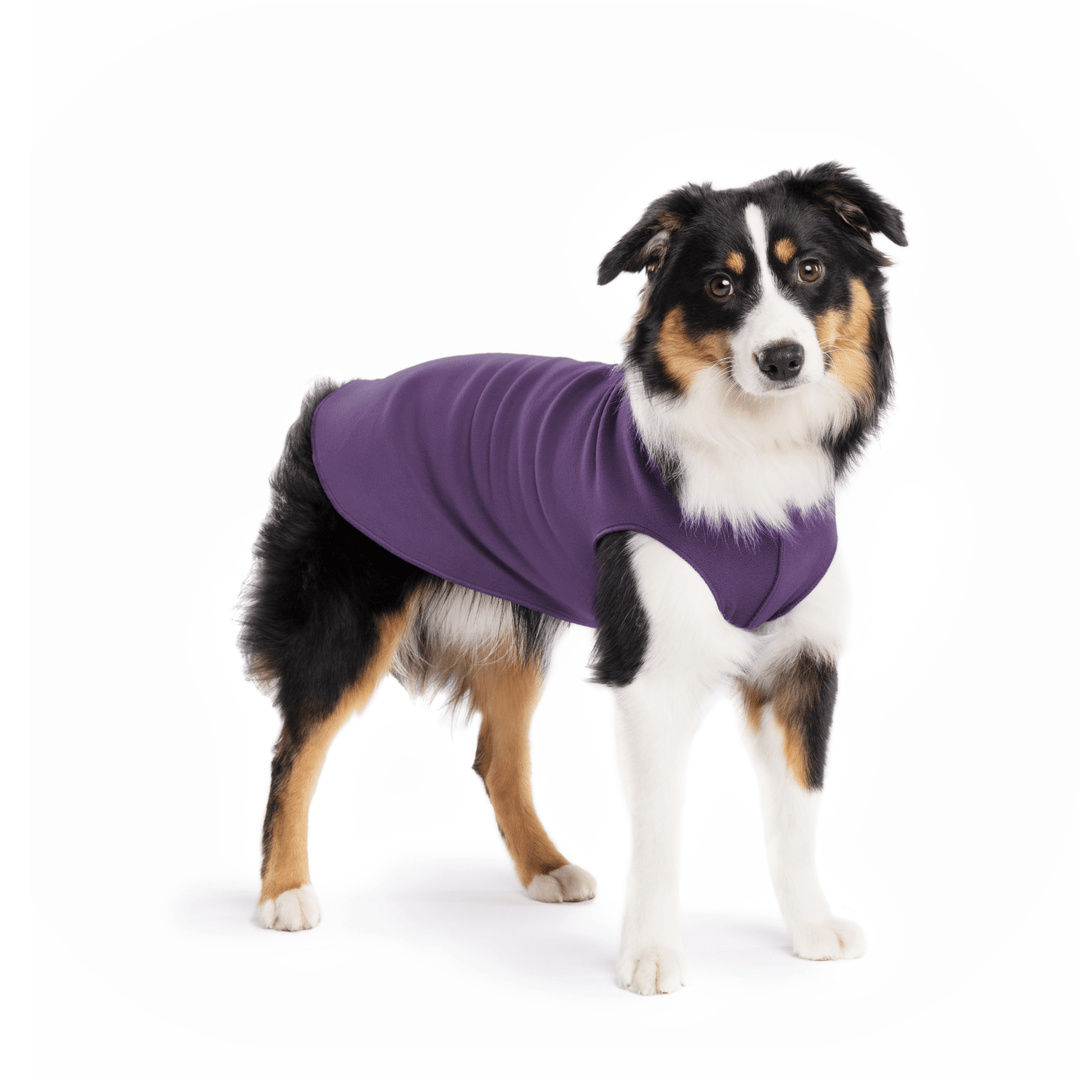 A Mini American Shepherdwearing a huckleberry purple stretch fleece on a white background