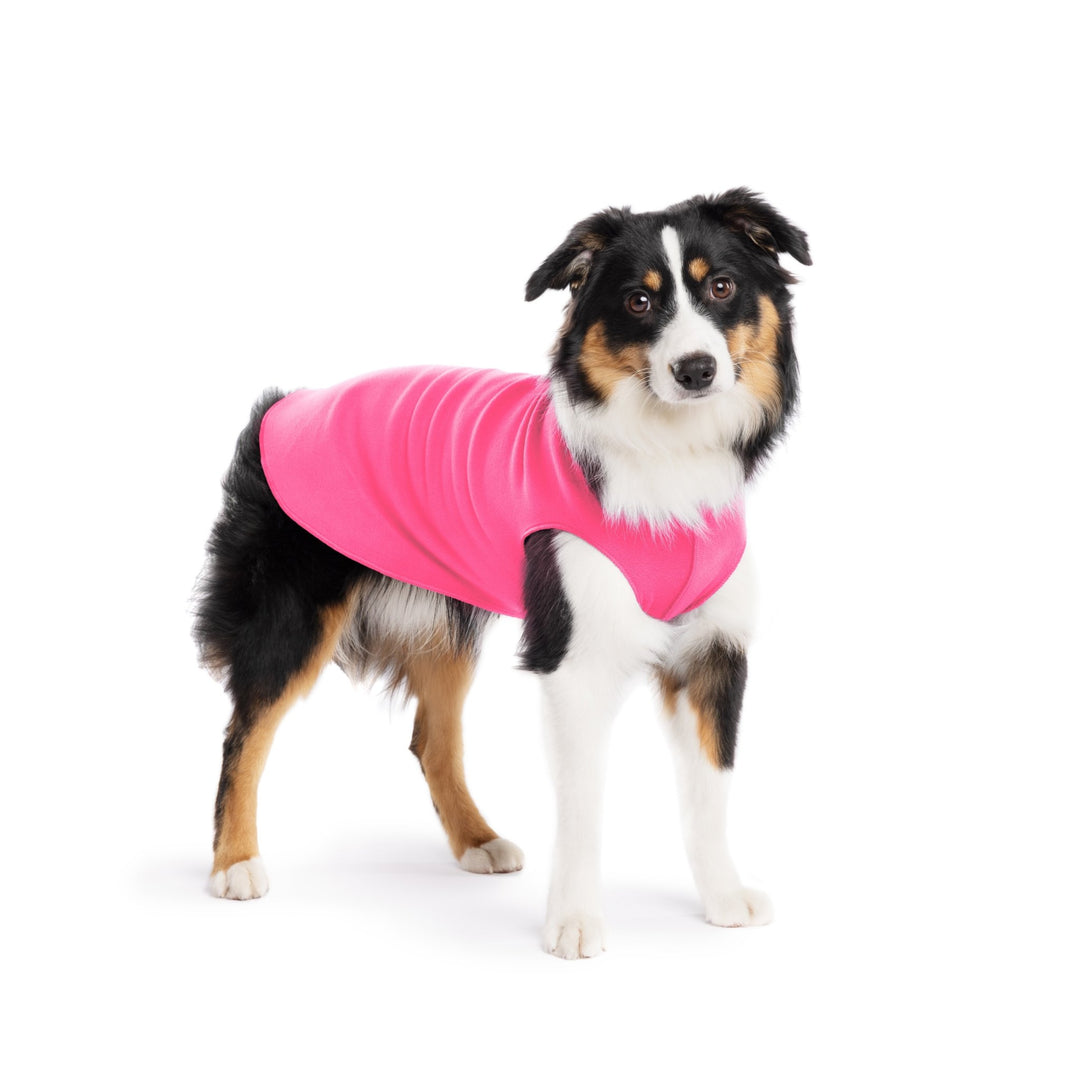 A Mini American Shepherd wearing a hot pink stretch fleece on a white background