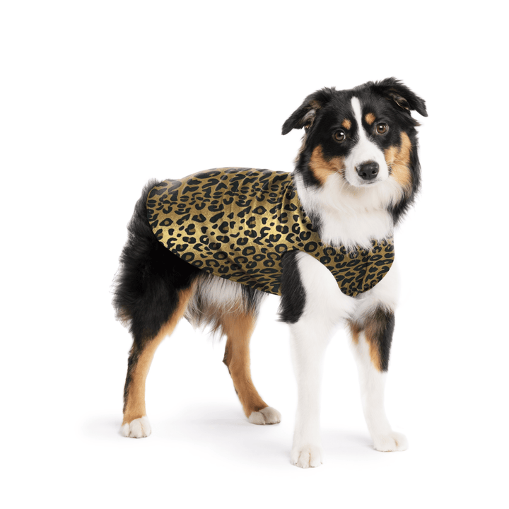 A Mini American Shepherd wearing a leopard patterned stretch fleece on a white background