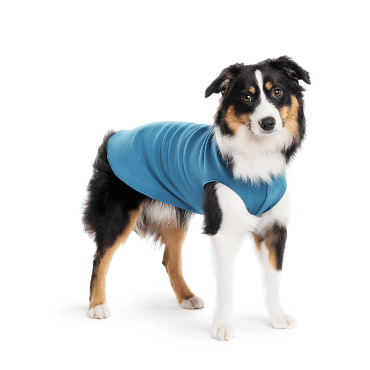 A Mini American Shepherd wearing a marine blue stretch fleece on a white background