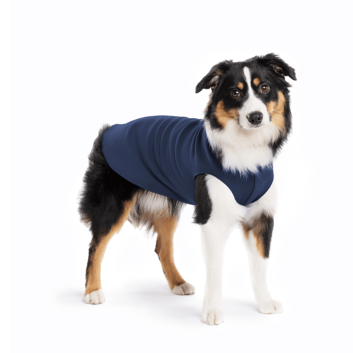 A Mini American Shepherd  wearing a navy stretch fleece on a white background