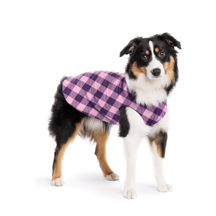 A Mini American Shepherd wearing a rose and huckleberry buffalo check stretch fleece on a white background